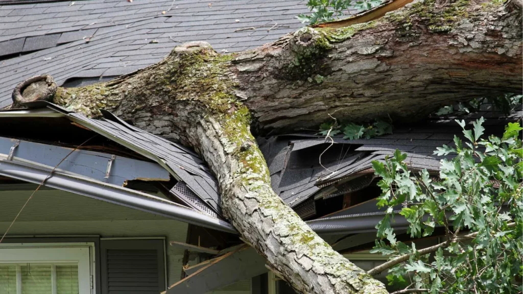 Wind-Damage